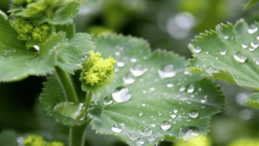 Blätter und Blüten des Frauenmantels (Alchemilla vulgaris) mit Guttationstropfen