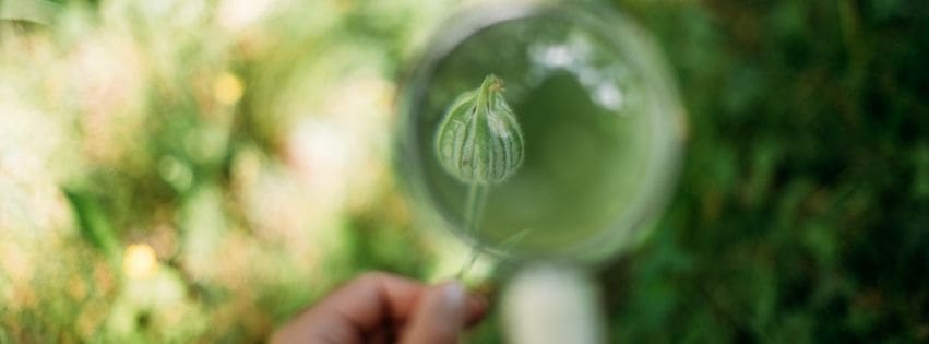 Detailaufnahme einer Wildpflanze durch eine Lupe