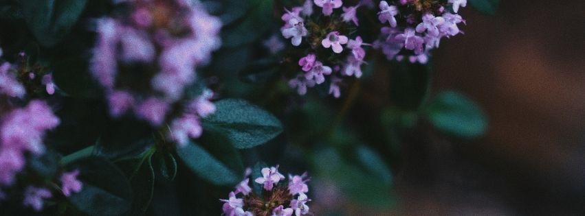 Blühender wilder Thymian in der Natur