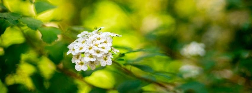 Weiße Wildblüten im Sonnenlicht