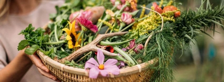 Korb mit frisch gesammelten Wildkräutern und Blüten