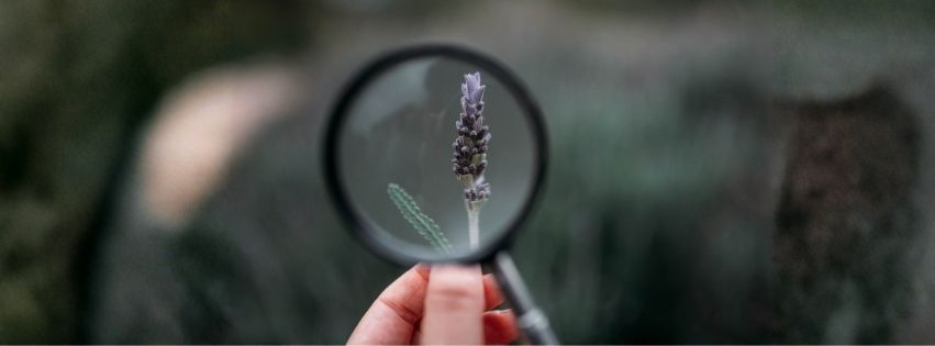 Lavendelblüte durch eine Lupe betrachtet