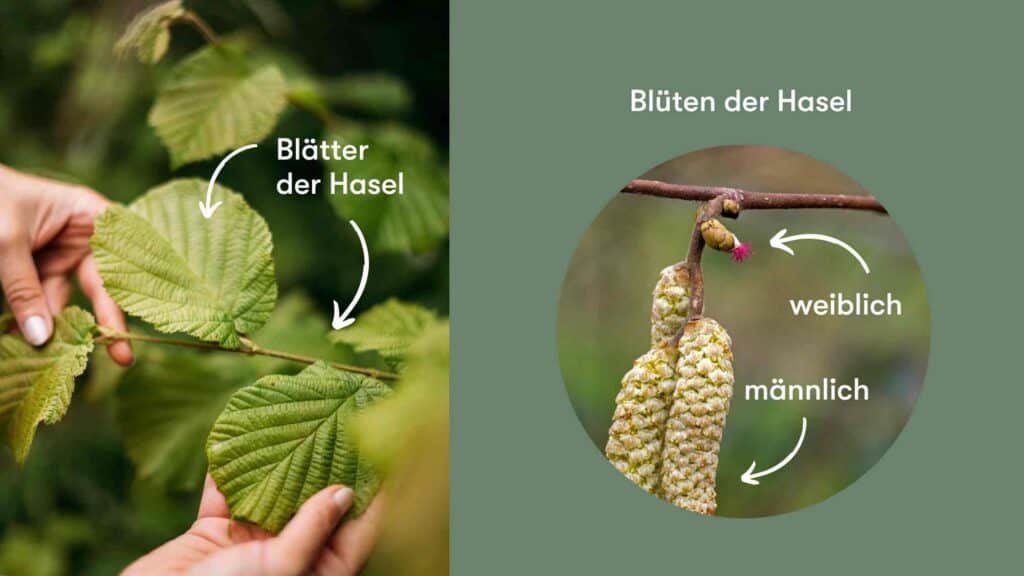 Hasel Blätter und männliche und weibliche Blüten der Hasel