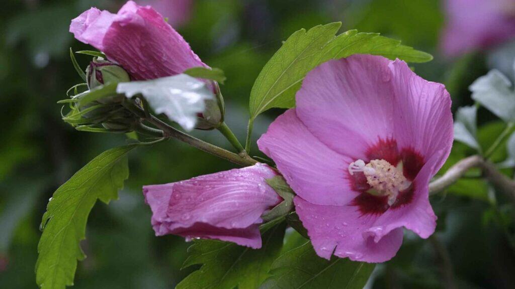 Hibiskus Blüte