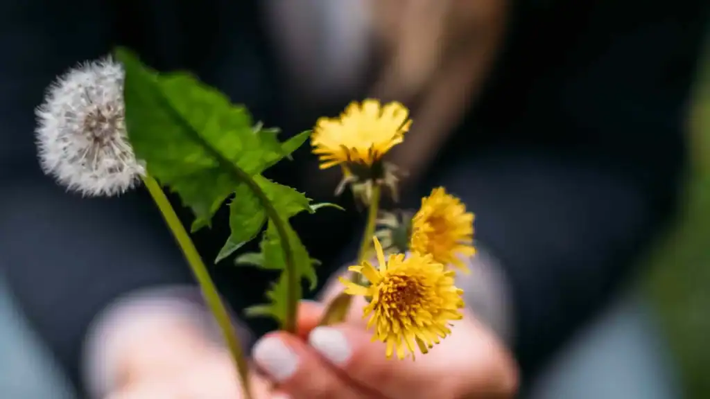 Blätte und Blüten des Löwenzahn