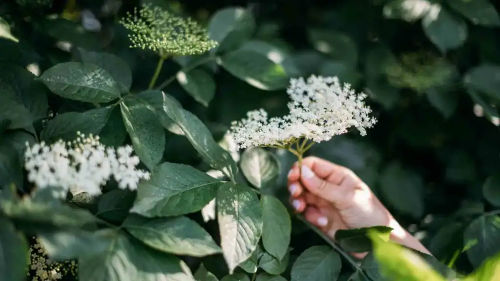 Hand greift Holunderblüten an