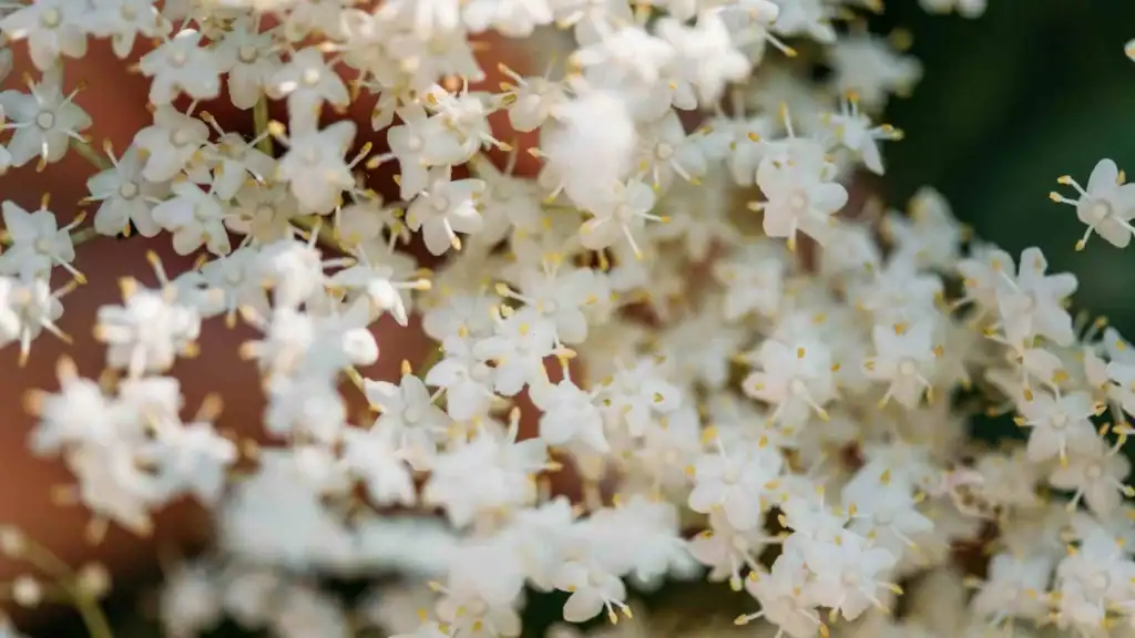 Detailaufnahme mit Holunderblüten