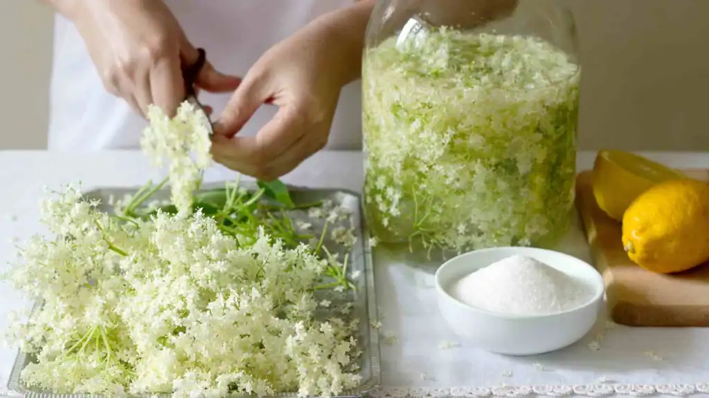 DIY Rezept, Holunderblütensirup selber machen