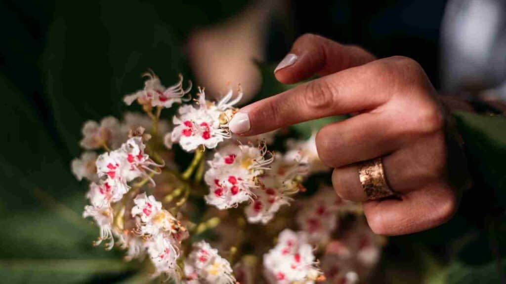 Blüten der Rosskastanie