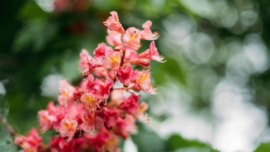 Rosafarbene Blüten der Rosskastanie in Natur