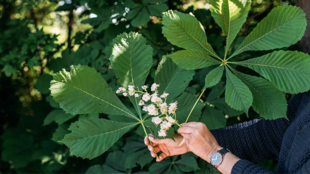 Blüten und Blätter der Rosskastanie
