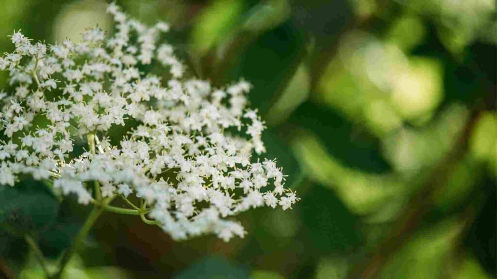 Holunderblüten
