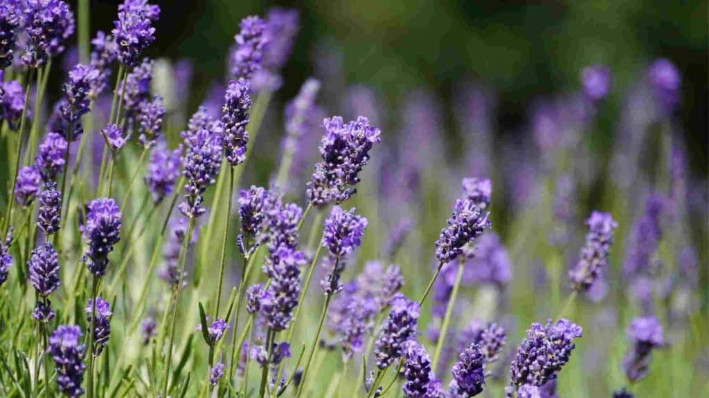 Lavendel
