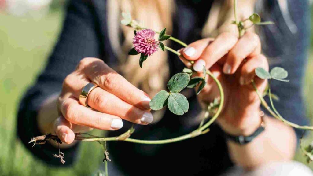 wiesenblumen Rotklee nahaufnahme von ganzer Pflanze und Wurzeln