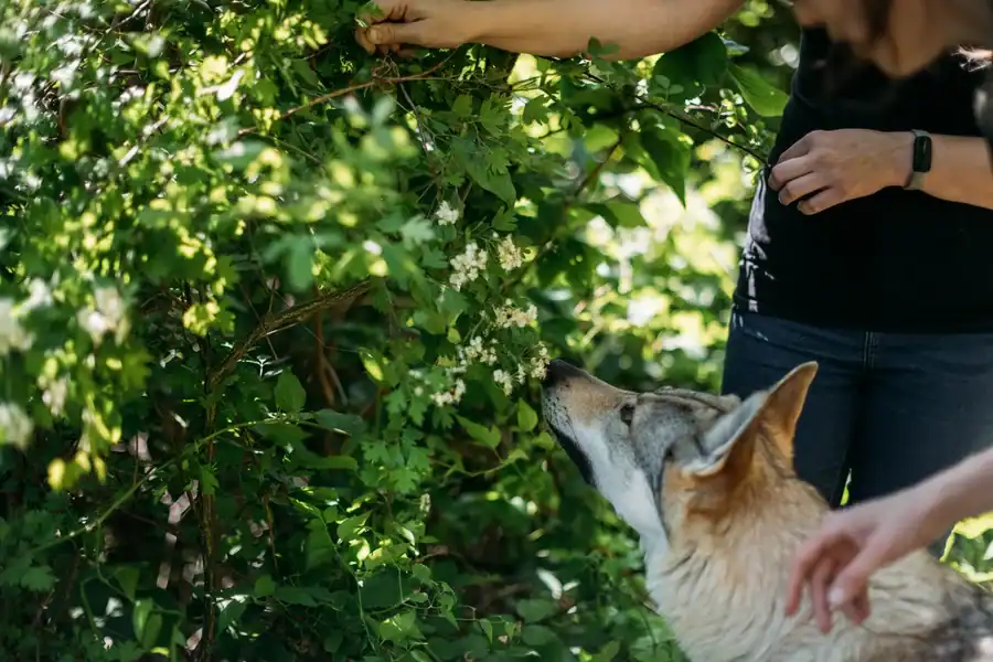 Hund riecht am Weißdorn (Heilpflanze)