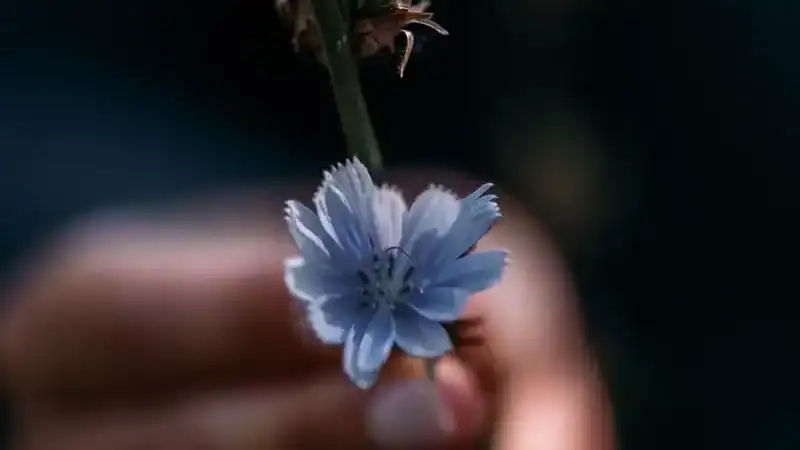blaue Blüte der Wegwarte