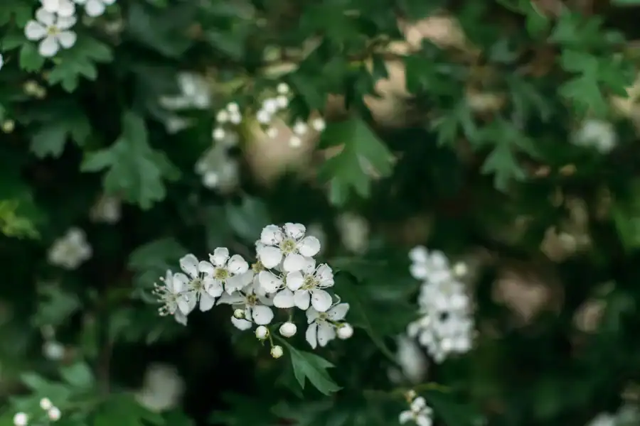 weiße Blüten des Weißdorns (Herzpflanze) in Nahaufnahme