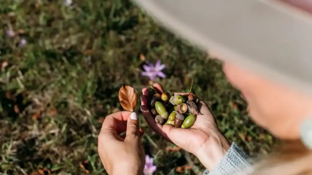 Eichelnuss in der Hand